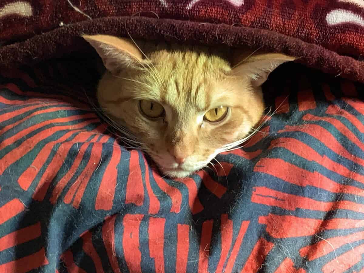 Orange tabby in a blanket