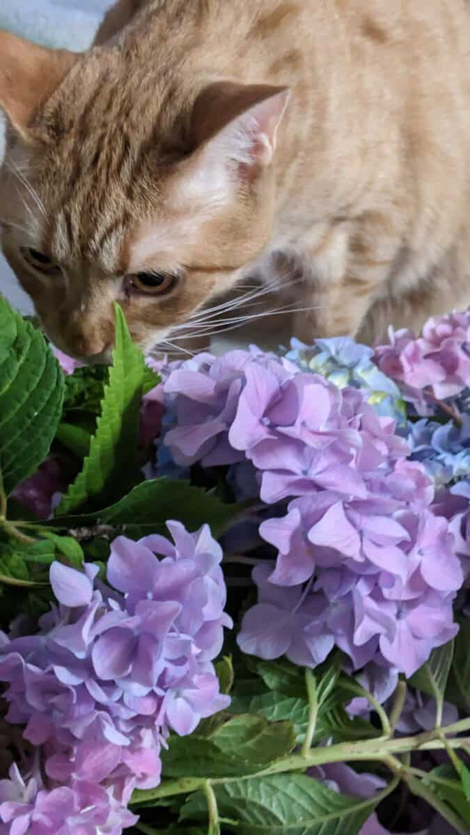 Rocky Eating Hydrangeas