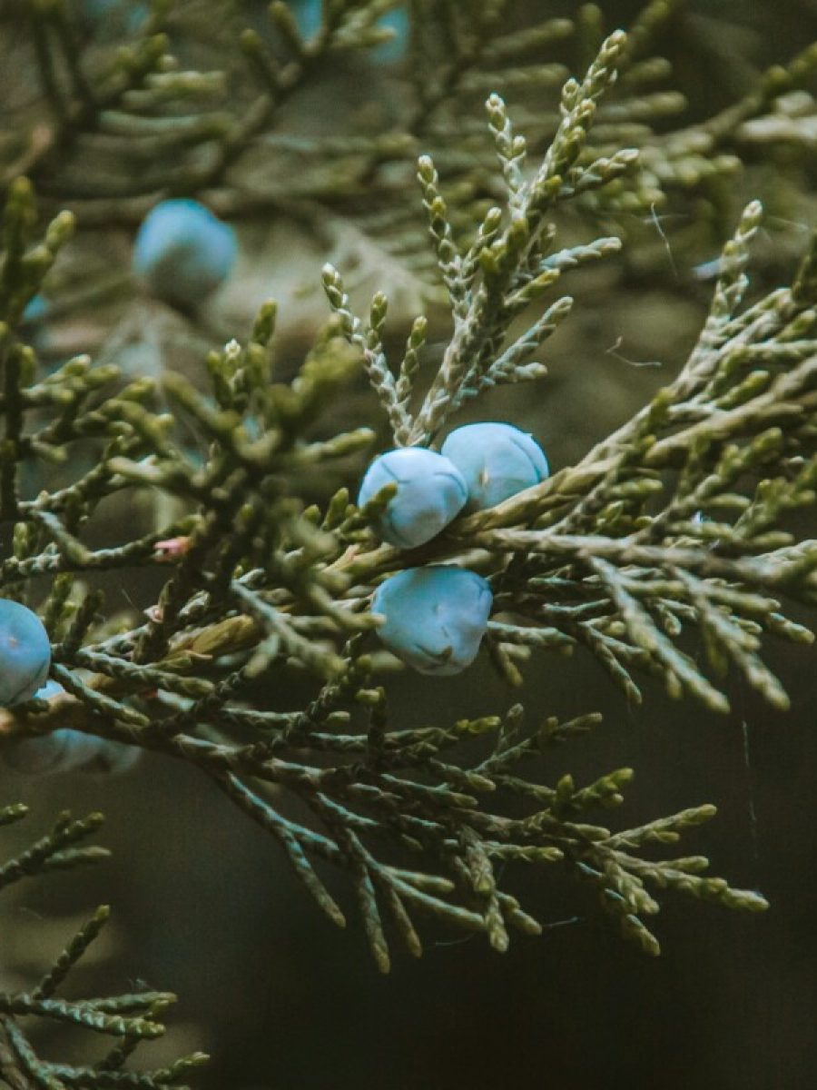 juniper 1
