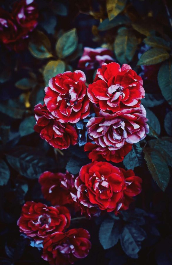 red roses dark 6