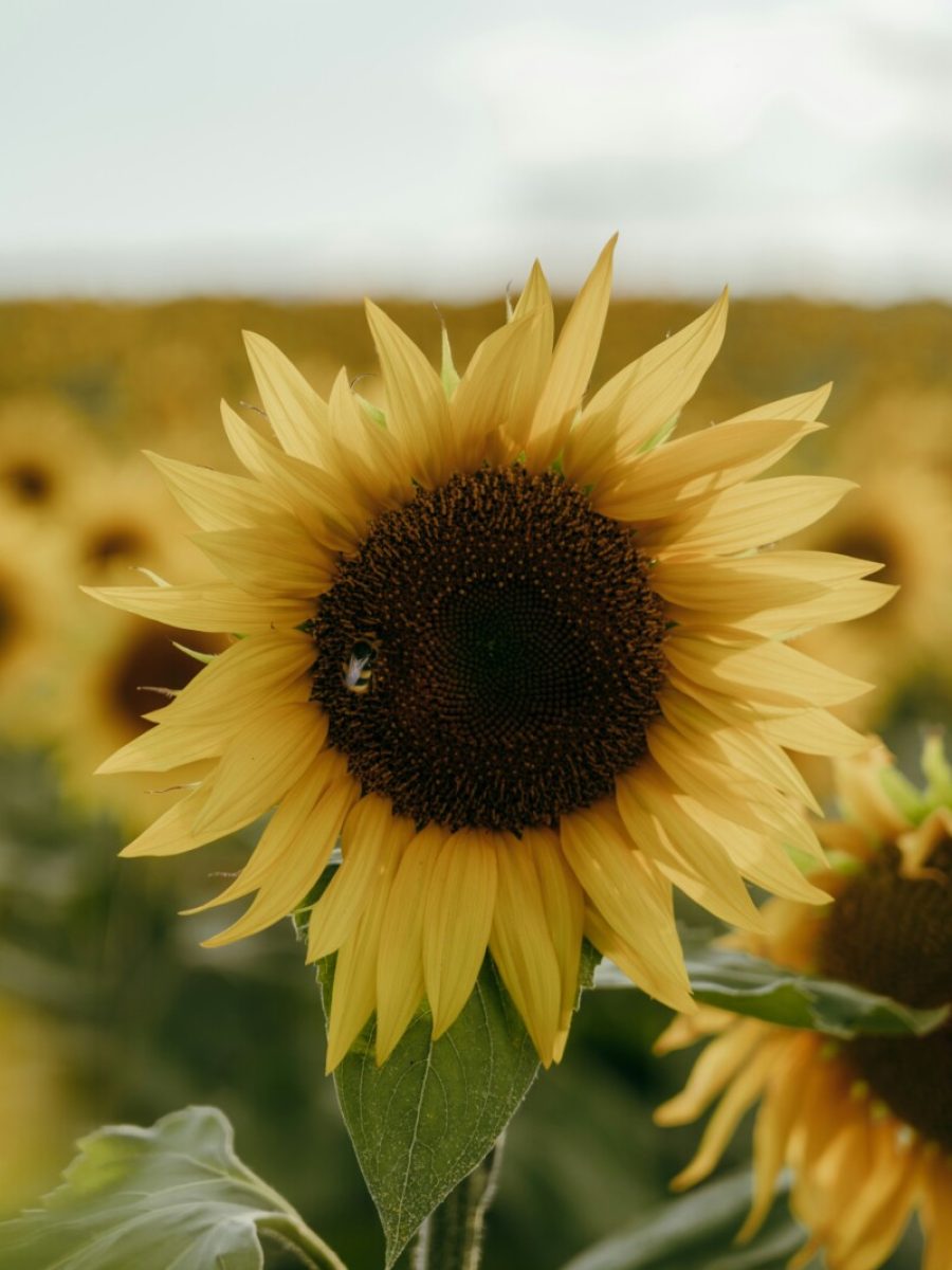 sunflower 3